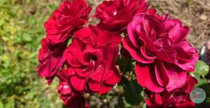 Дом 76м², 2-этажный, участок 6 сот.