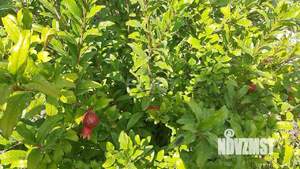 Дом 106м², 1-этажный, участок 6 сот.