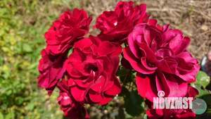 Дом 76м², 2-этажный, участок 6 сот.