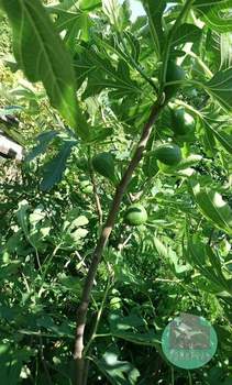 Дом 76м², 2-этажный, участок 6 сот.