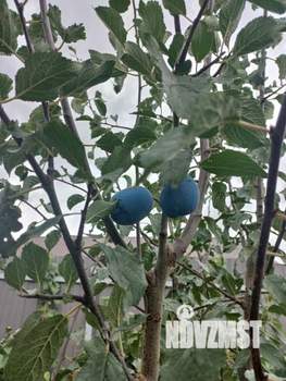 Дом 77м², 2-этажный, участок 6 сот.