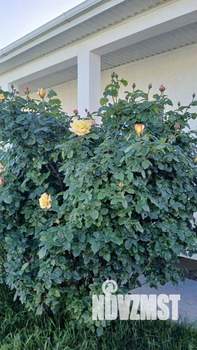 Дом 85м², 1-этажный, участок 4 сот.