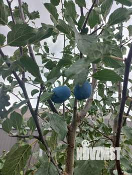 Дом 77м², 2-этажный, участок 6 сот.