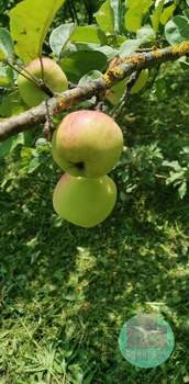 Дом 76м², 2-этажный, участок 6 сот.