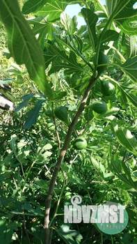 Дом 76м², 2-этажный, участок 6 сот.