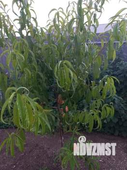 Дом 77м², 2-этажный, участок 6 сот.