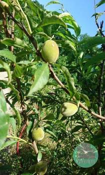 Дом 76м², 2-этажный, участок 6 сот.