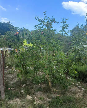 Дом 50м&sup2;, 1-этажный, участок 5 сот.  