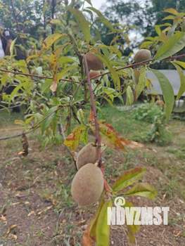 Дом 30м&sup2;, 1-этажный, участок 6 сот.  