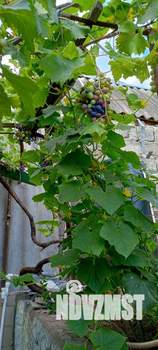 Дом 55м&sup2;, 1-этажный, участок 3 сот.  