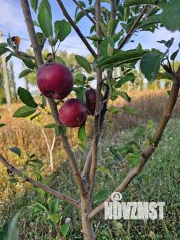 Дом 228м&sup2;, 2-этажный, участок 7 сот.  