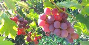 Дом 54м², 2-этажный, участок 10 сот.  