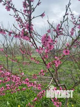 Дом 90м&sup2;, 1-этажный, участок 4 сот.  