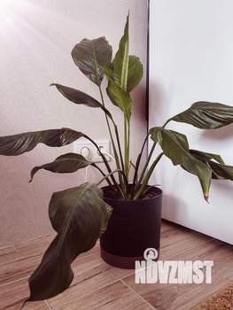 Студия квартира, посуточно, 31м2, 8/24 этаж